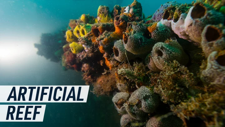 Artificial reefs could offer a new climate solution