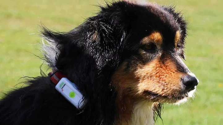 The best GPS dog collars for keeping track of your pooch