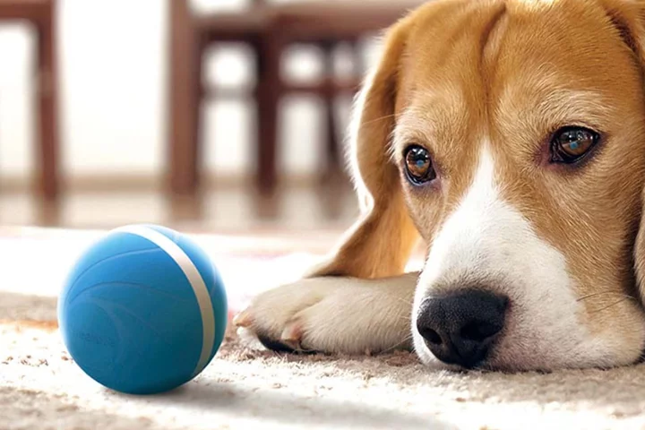 Keep your pup entertained with this robot ball for dogs, now $35