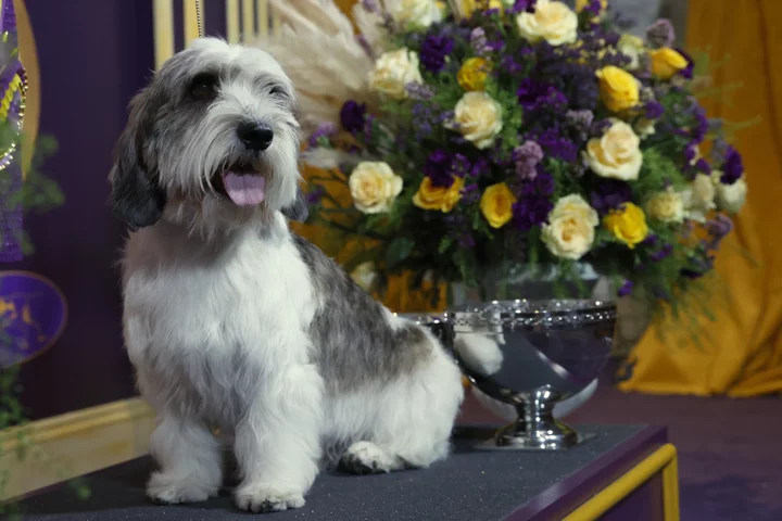 This distinguished little gentleman just won the 2023 Westminster Dog Show